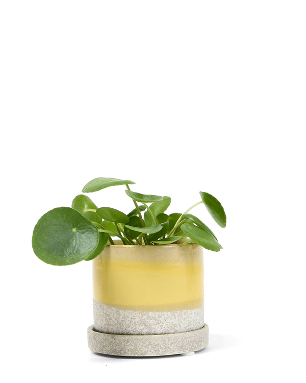 Minute Large Ceramic Pot with Drainage Hole and Saucer, Boombastic