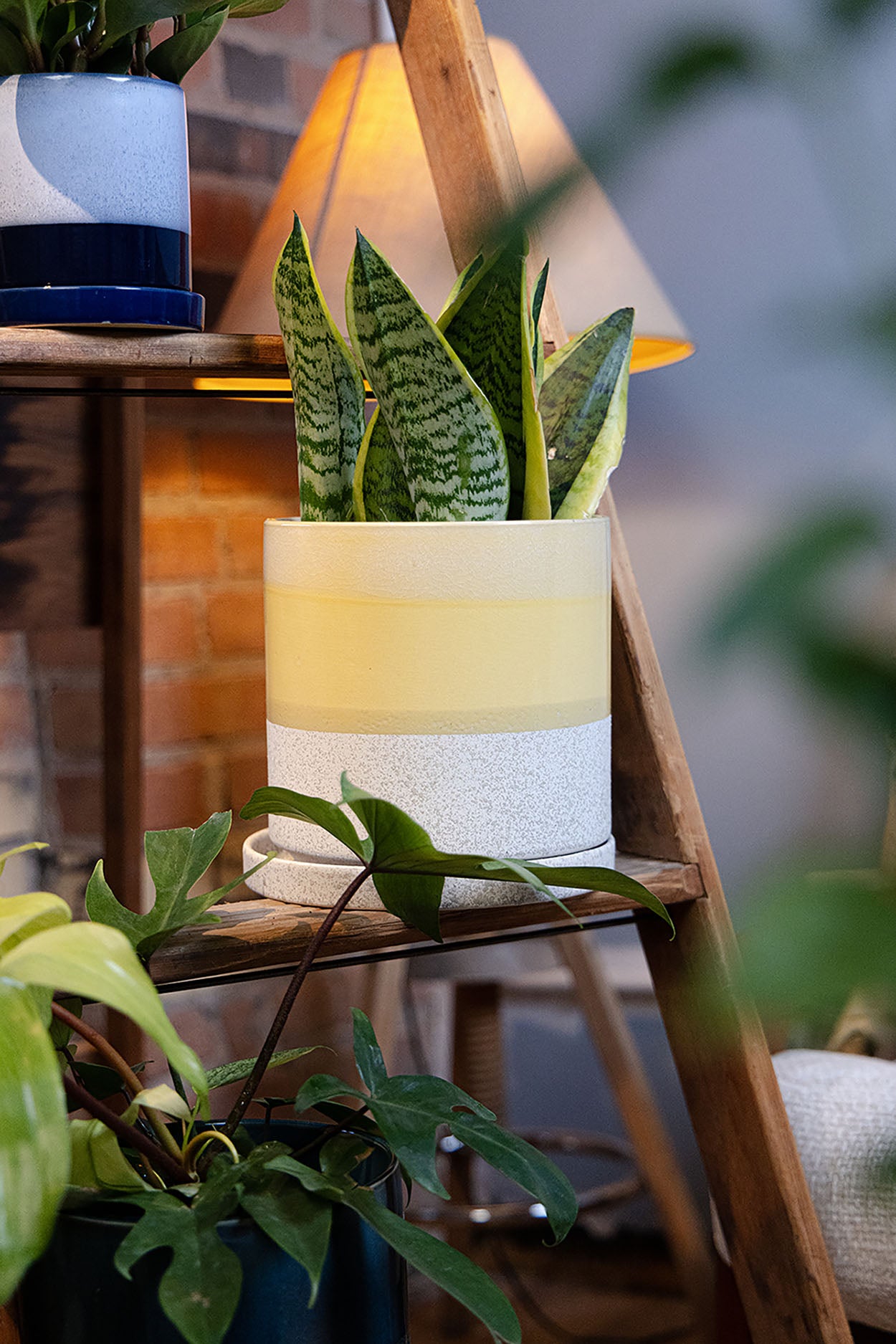 Chive Minute large boombastic ceramic pot with glazed finish styled with a snake plant on a wooden ladder indoor.
