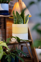 Chive Minute large boombastic ceramic pot with glazed finish styled with a snake plant on a wooden ladder indoor.