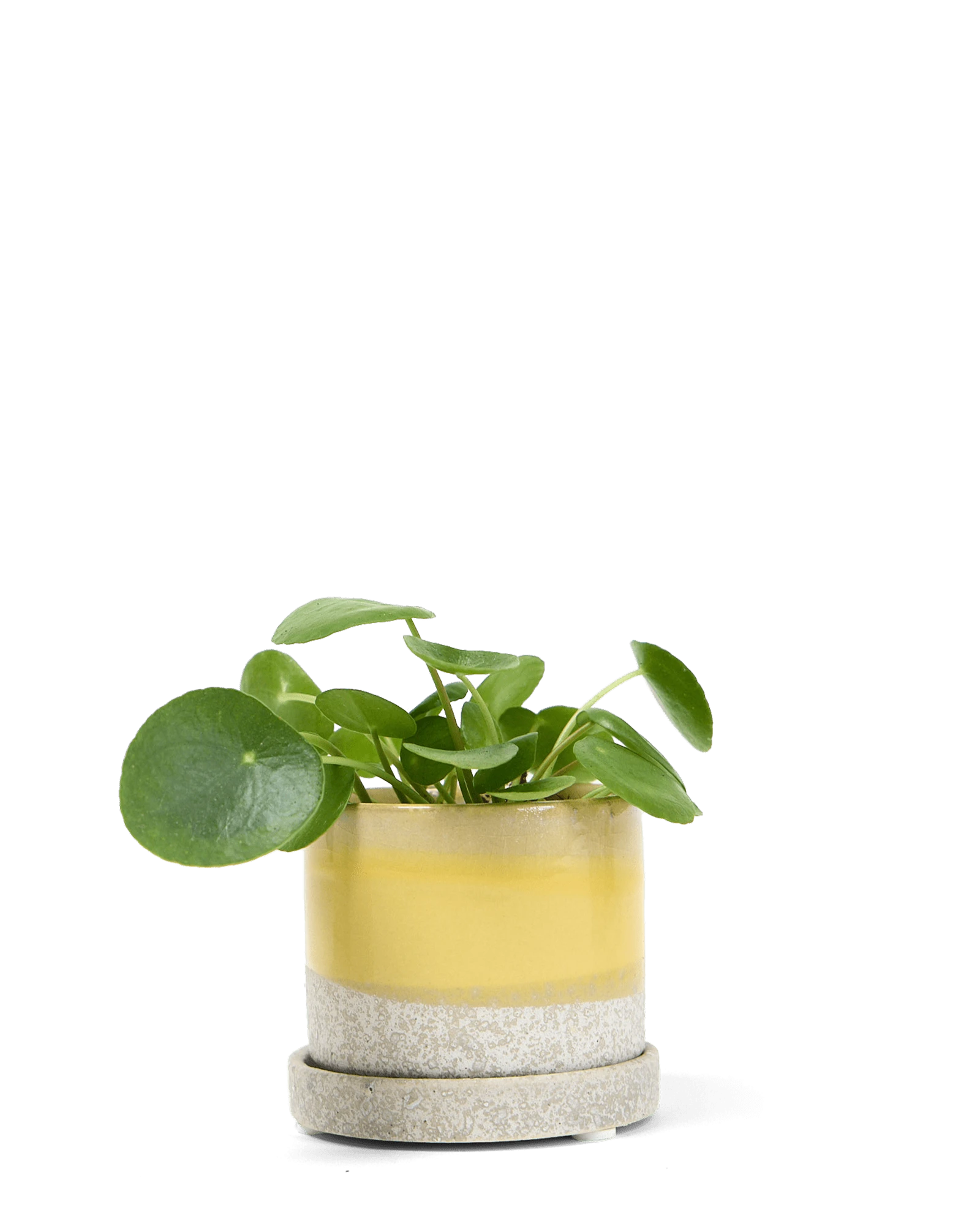 Chive Minute medium boombastic ceramic pot with drainage and saucer styled with a plant.