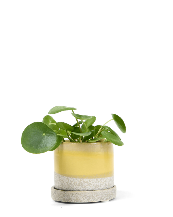 Chive Minute medium boombastic ceramic pot with drainage and saucer styled with a plant.