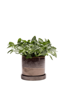 Chive Minute medium bronze speckles ceramic pot with drainage and saucer styled with a fittonia plant.