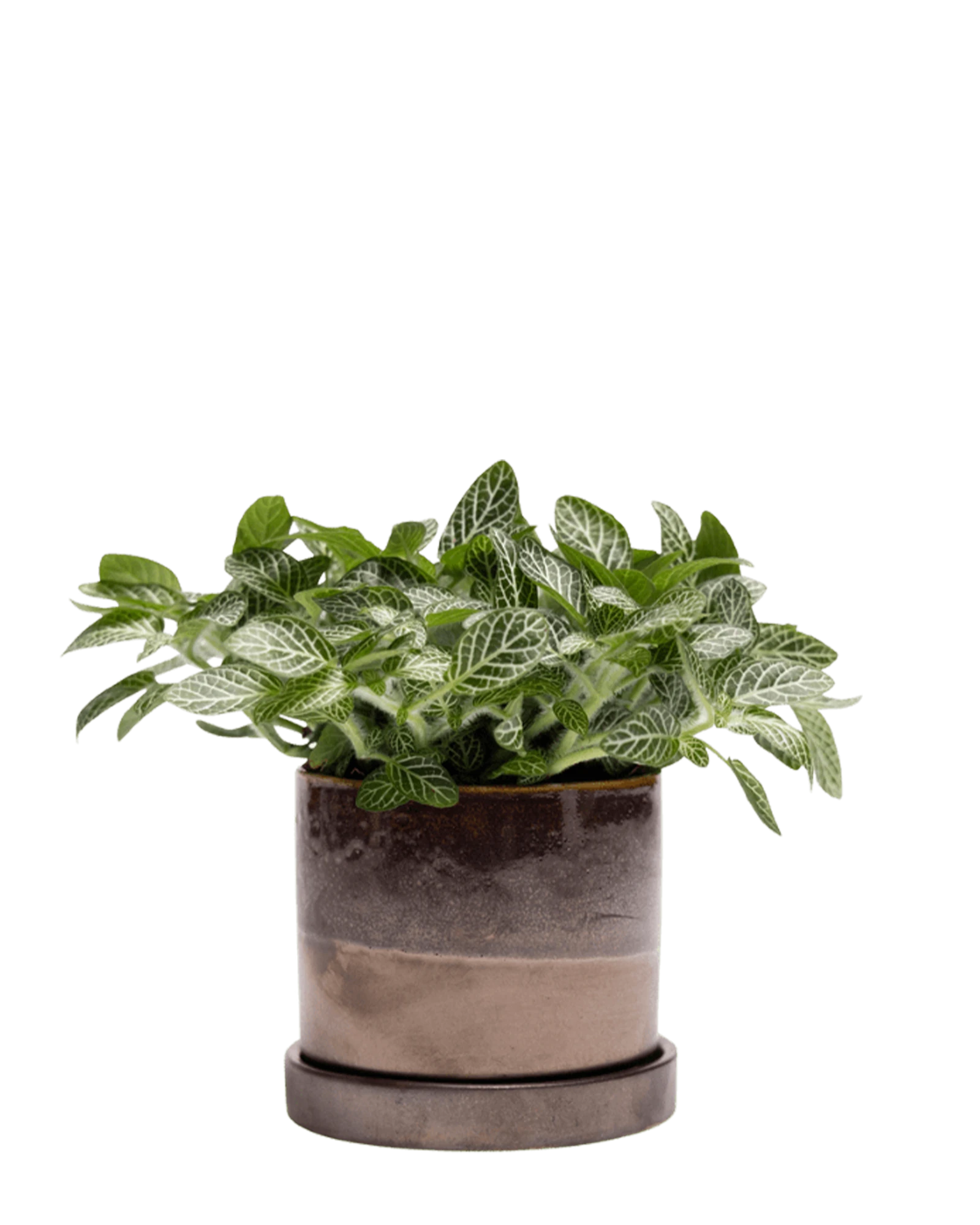 Chive Minute small bronze speckles ceramic pot with drainage hole and detachable saucer styled with a fittonia.
