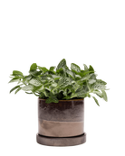 Chive Minute small bronze speckles ceramic pot with drainage hole and detachable saucer styled with a fittonia.