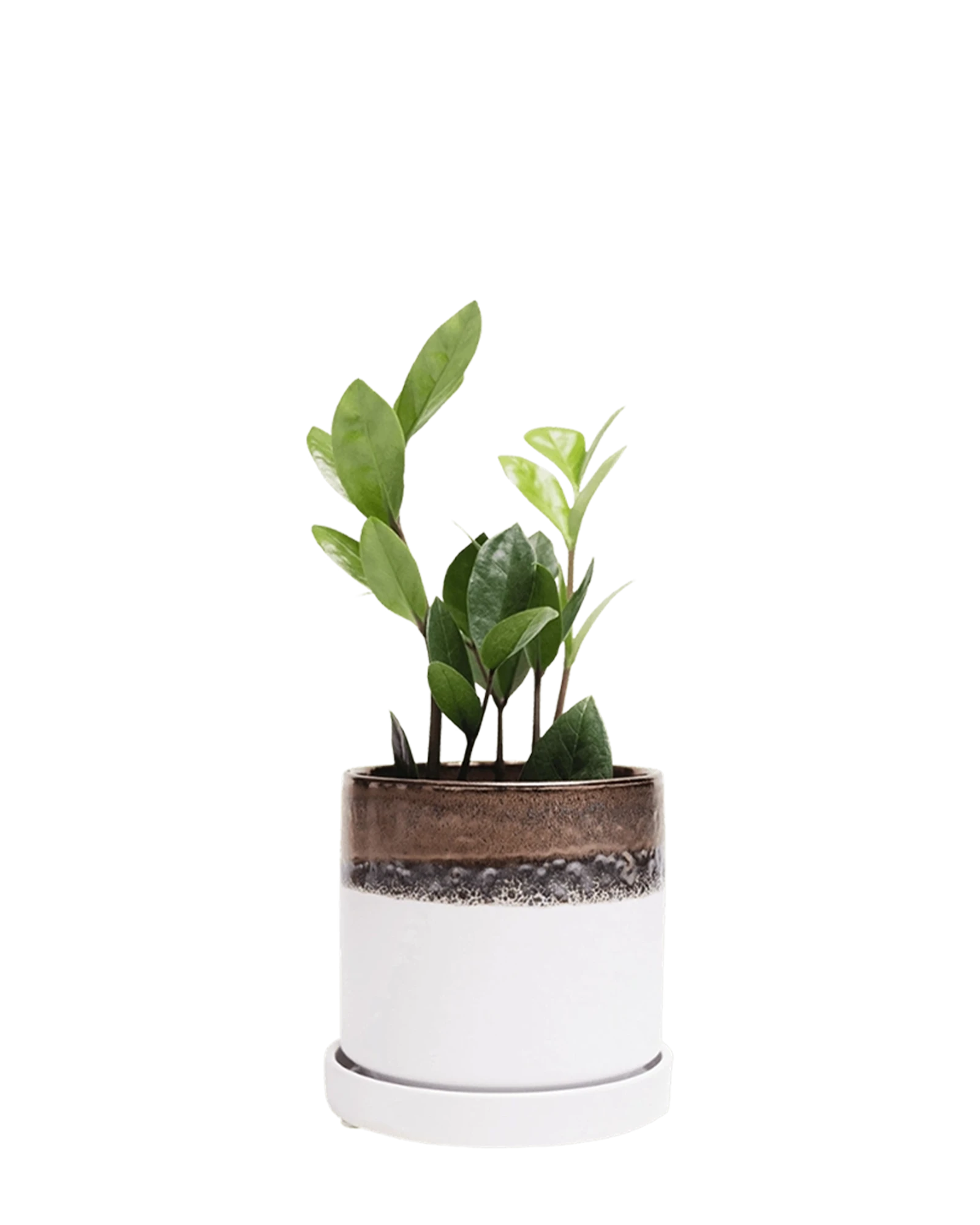 Chive Minute medium bronze white ceramic pot with drainage and saucer styled with a plant.