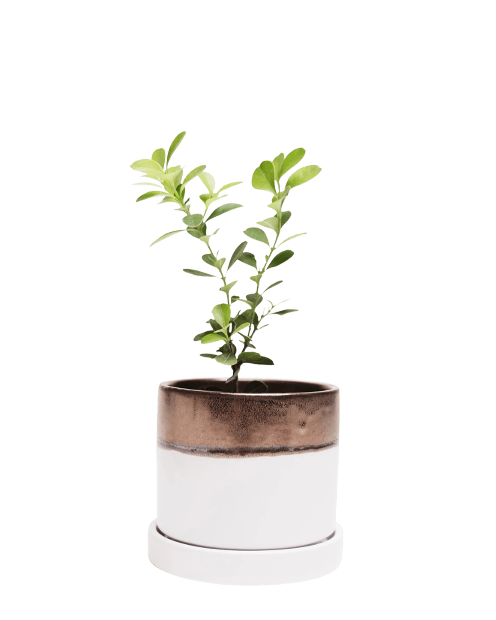 Chive Minute small bronze white ceramic pot with drainage hole and detachable saucer styled with a plant.