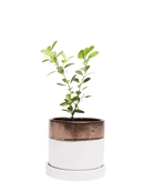 Chive Minute small bronze white ceramic pot with drainage hole and detachable saucer styled with a plant.