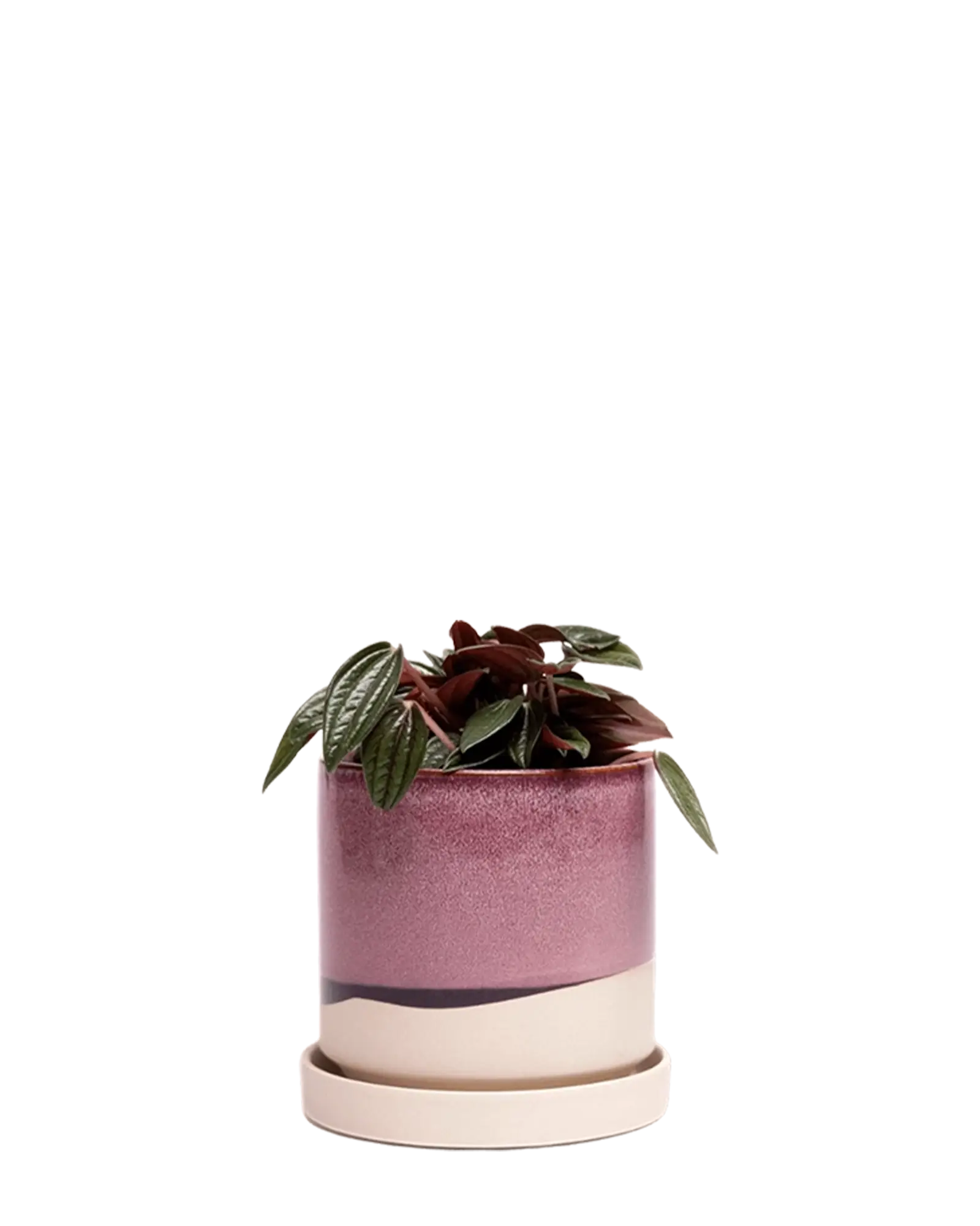 Chive Minute burgundy glazed ceramic small planter with drianage and saucer holding a peperomia.