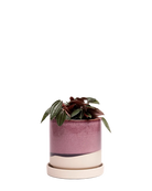 Chive Minute burgundy glazed ceramic small planter with drianage and saucer holding a peperomia.