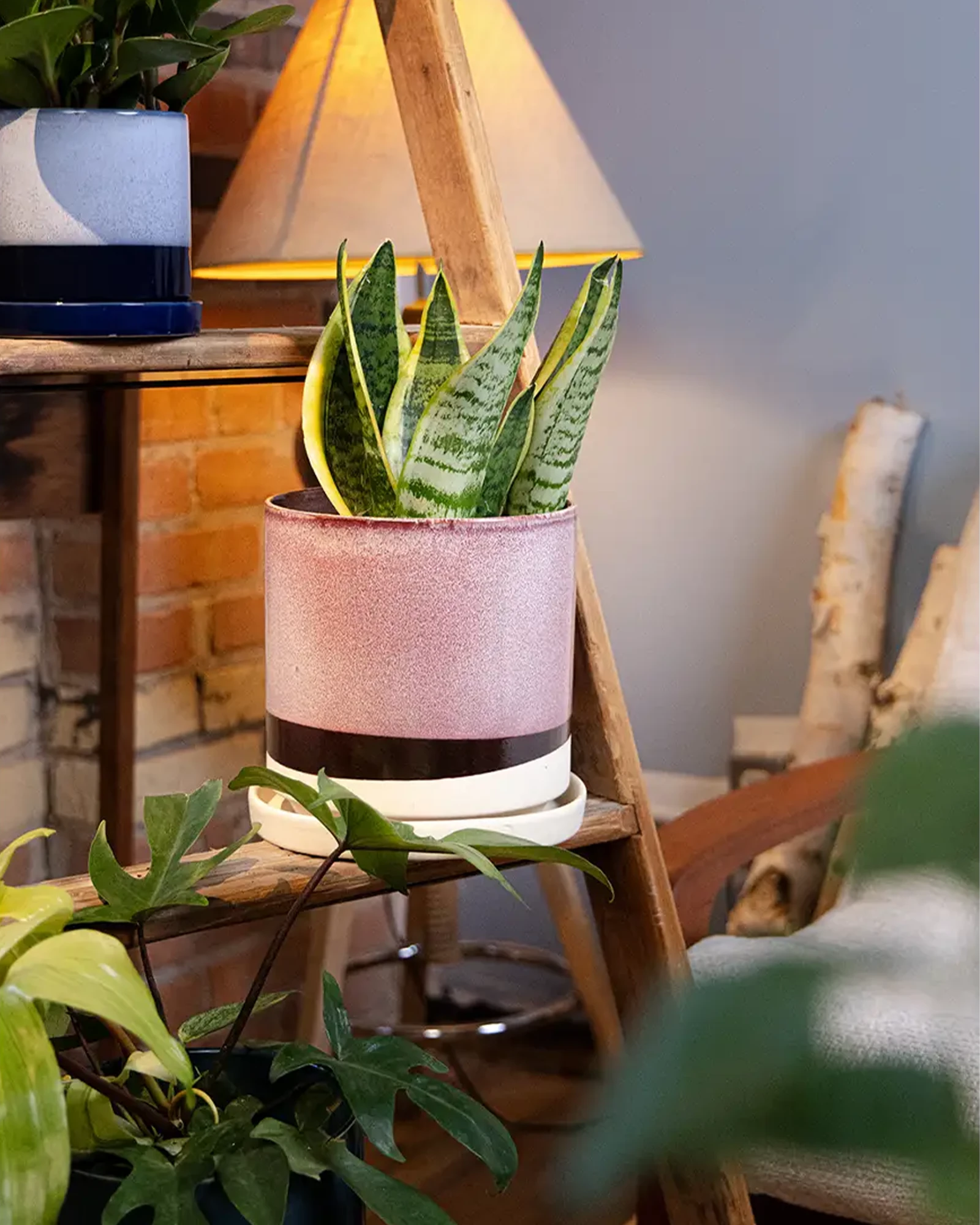 Chive Minute Large burgundy ceramic planter styled with a snake plant on a wooden ladder indoor.
