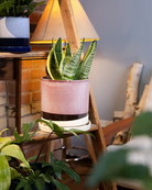 Chive Minute Large burgundy ceramic planter styled with a snake plant on a wooden ladder indoor.