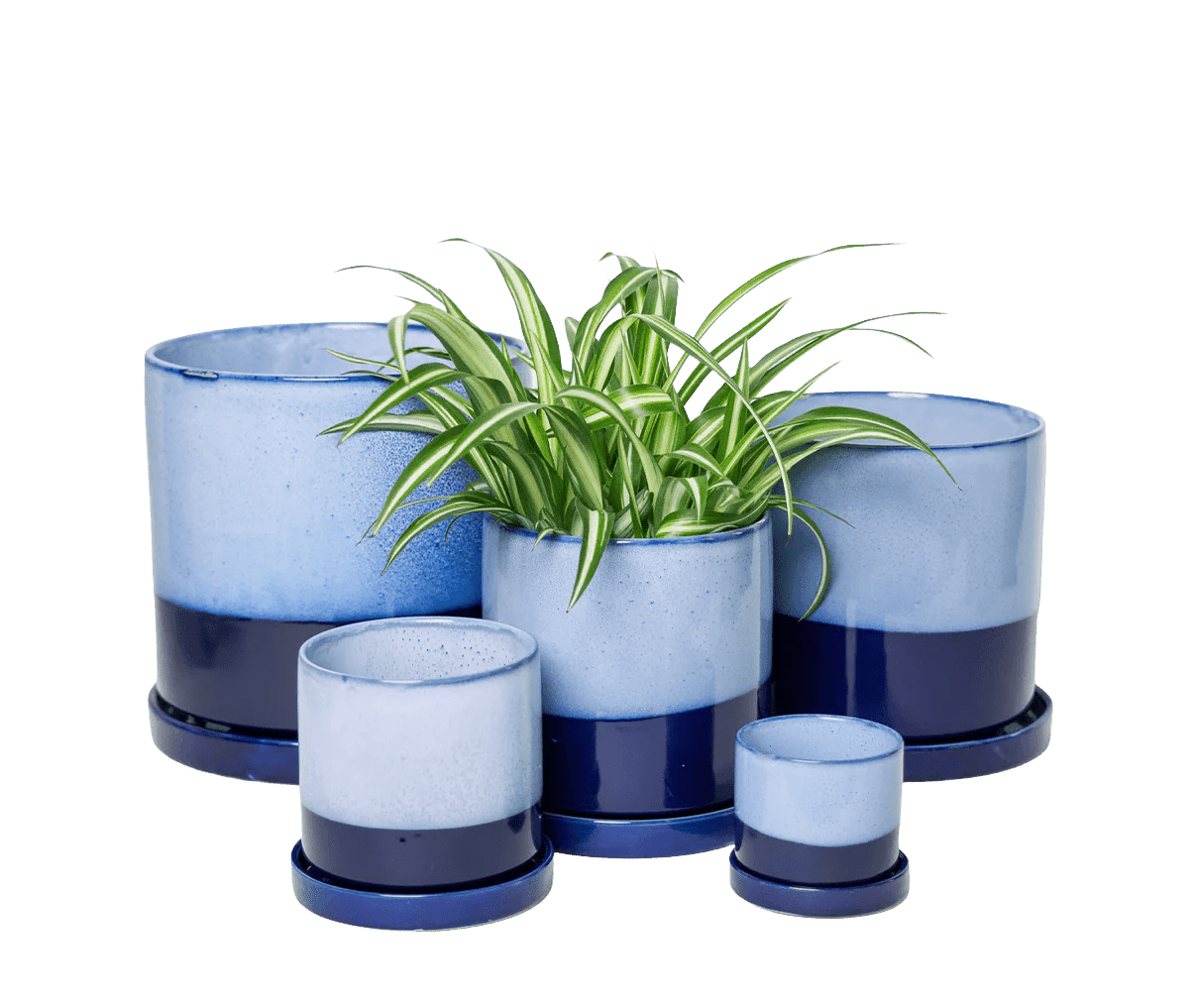 Chive Minute cobalt blue glazed ceramic planters in mini, small, medium, and large sizes styled with a spider plant.