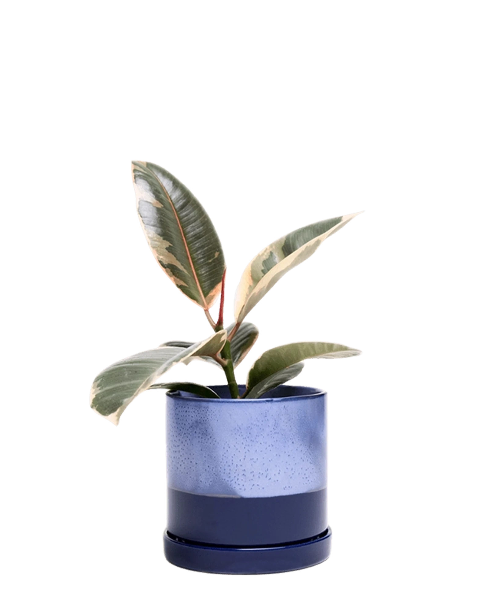 Chive Minute large cobalt blue ceramic pot with drainage and saucer styled with a plant.