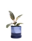 Chive Minute large cobalt blue ceramic pot with drainage and saucer styled with a plant.