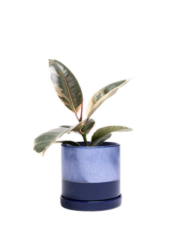 Chive Minute large cobalt blue ceramic pot with drainage and saucer styled with a plant.
