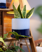 Chive Minute large cobalt blue ceramic pot with glazed finish styled with a snake plant on a wooden ladder indoor.