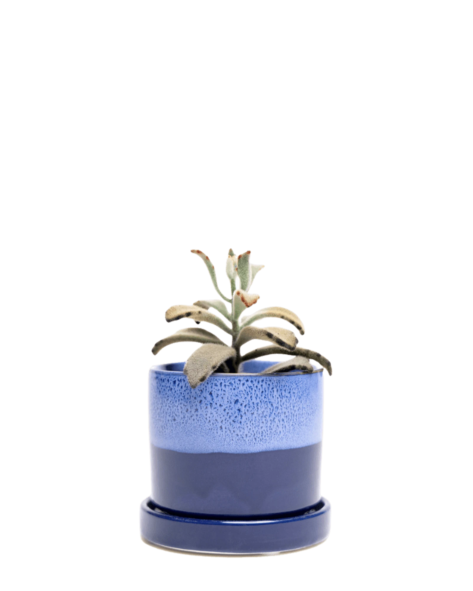 Chive Minute small cobalt blue ceramic pot with drainage and detachable saucer styled with a succulent.