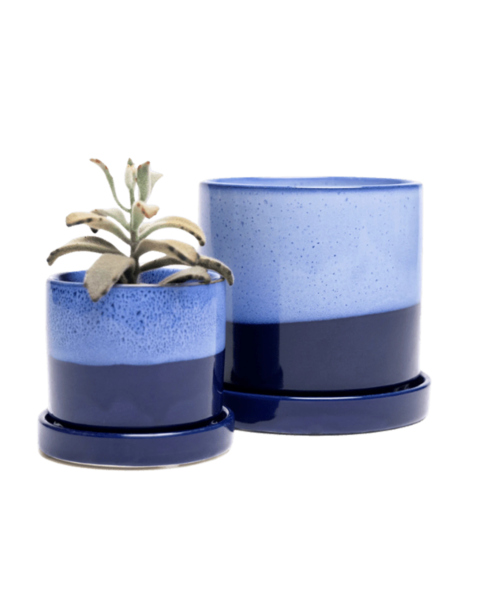 Two Chive Minute cobalt blue ceramic pots with drainage and detachable saucers in size small and medium styled with a succulent.