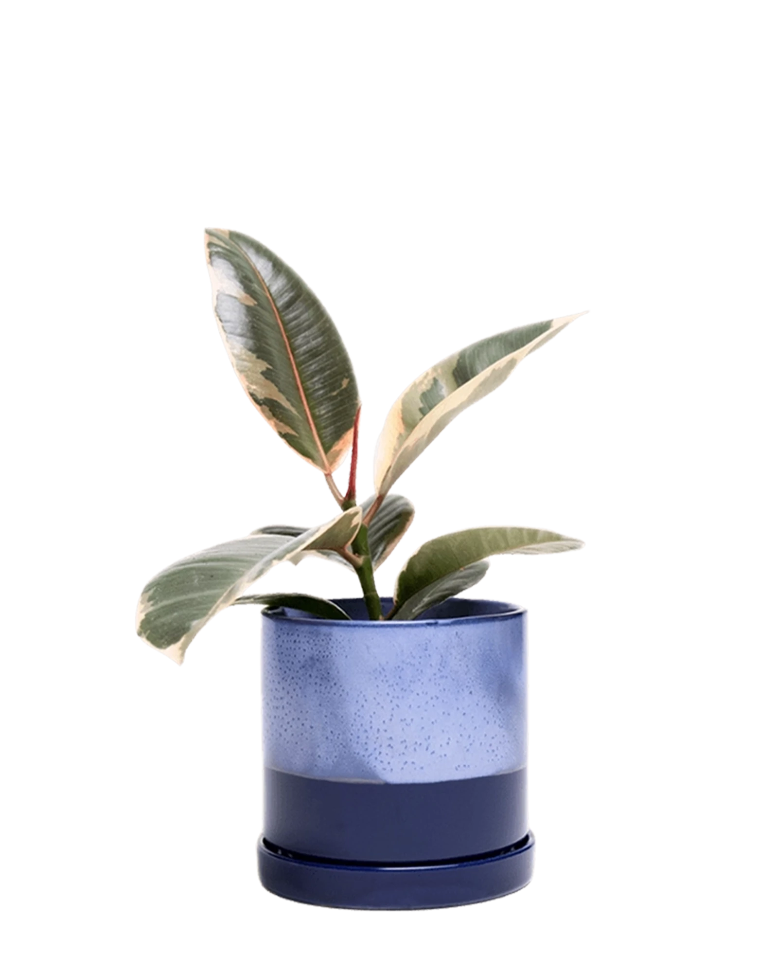 Chive Minute cobalt blue ceramic pots with drainage and saucers styled with a plant.