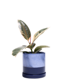 Chive Minute cobalt blue ceramic pots with drainage and saucers styled with a plant.