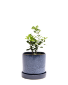 Chive Minute large cosmos ceramic pot with drainage and saucer styled with a plant.