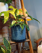 Chive Minute large cosmos ceramic pot styled with a plant on a woodden ladder indoor.