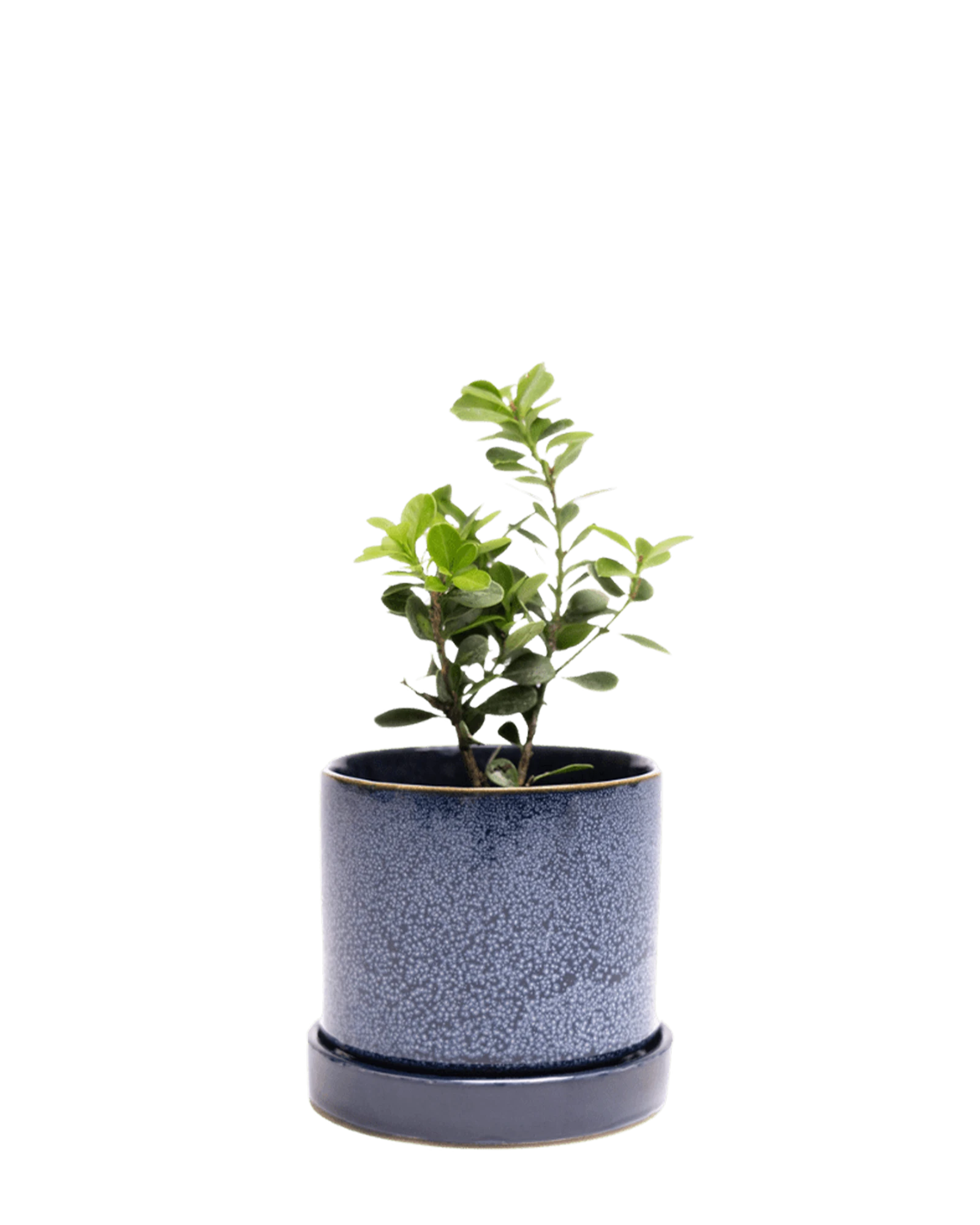 Chive Minute medium cosmos ceramic pot with drainage and saucer styled with a plant.