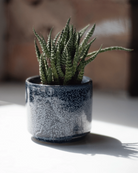 Chive Minute small cosmos ceramic pot styled with a small houseplant, displayed on a white table in bright lighting.