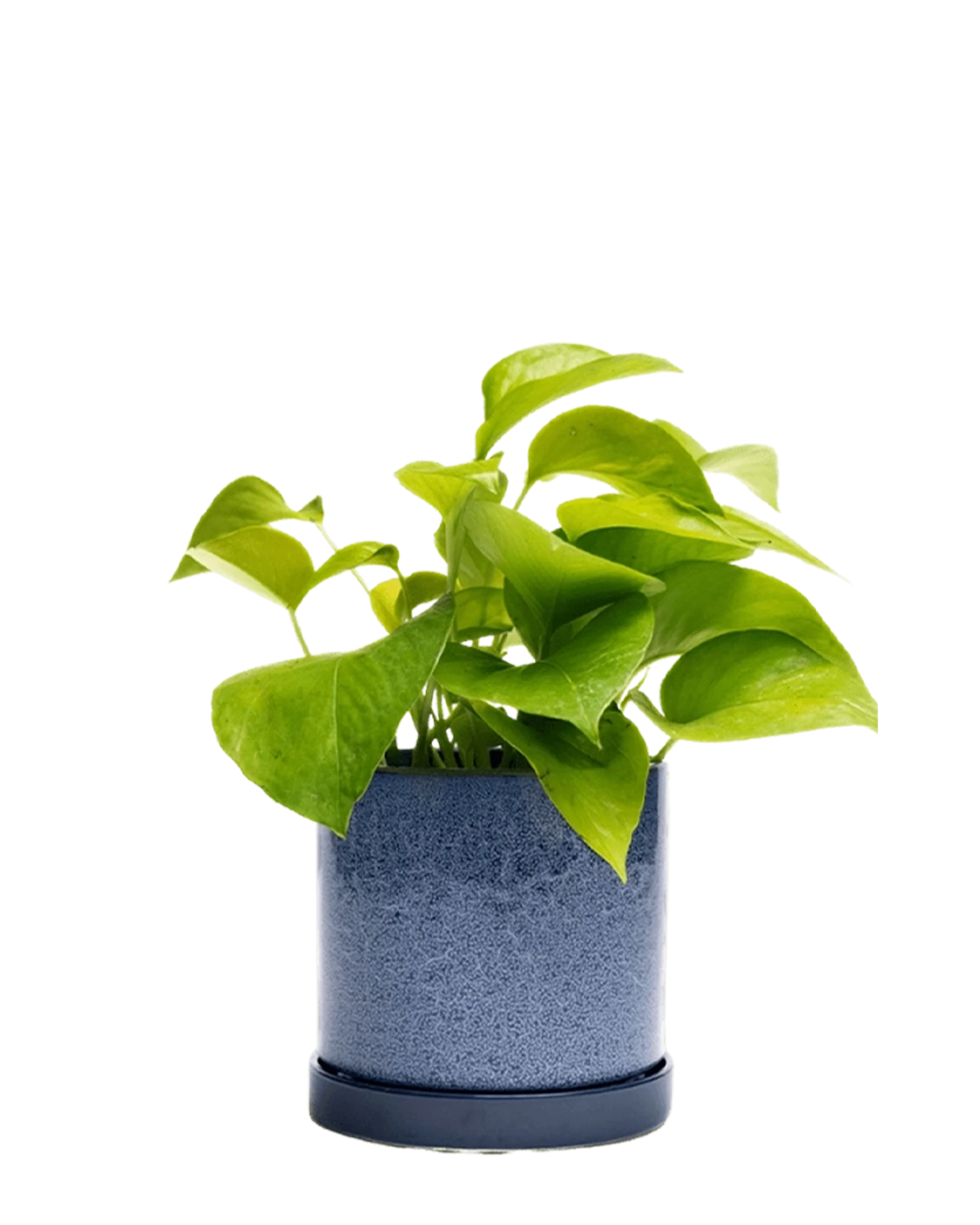 Chive Minute cosmos color ceramic pots with drainage and saucers styled with a plant.