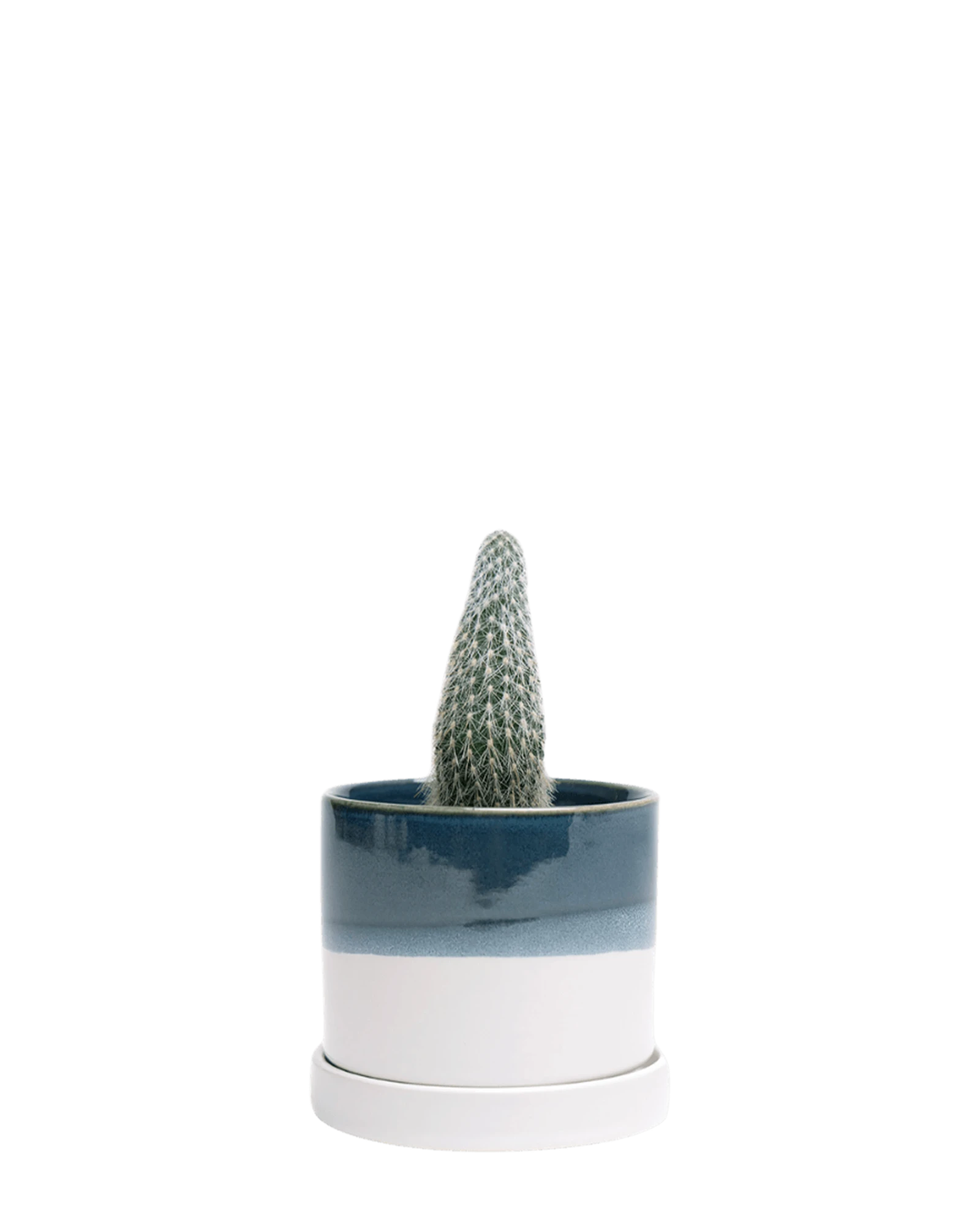 Chive Minute small green-blue ceramic pot with drainage and detachable saucer styled with a cactus.
