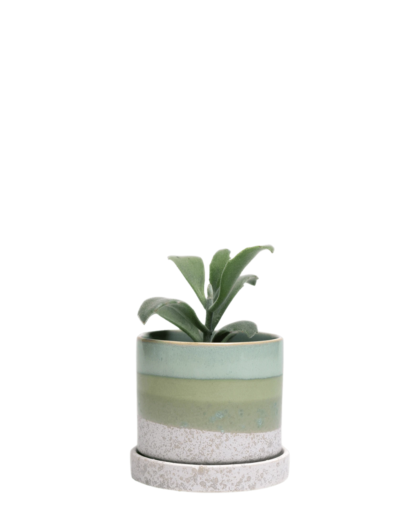 Chive Minute small green cement ceramic pot with drainage and saucer styled with a panda plant.
