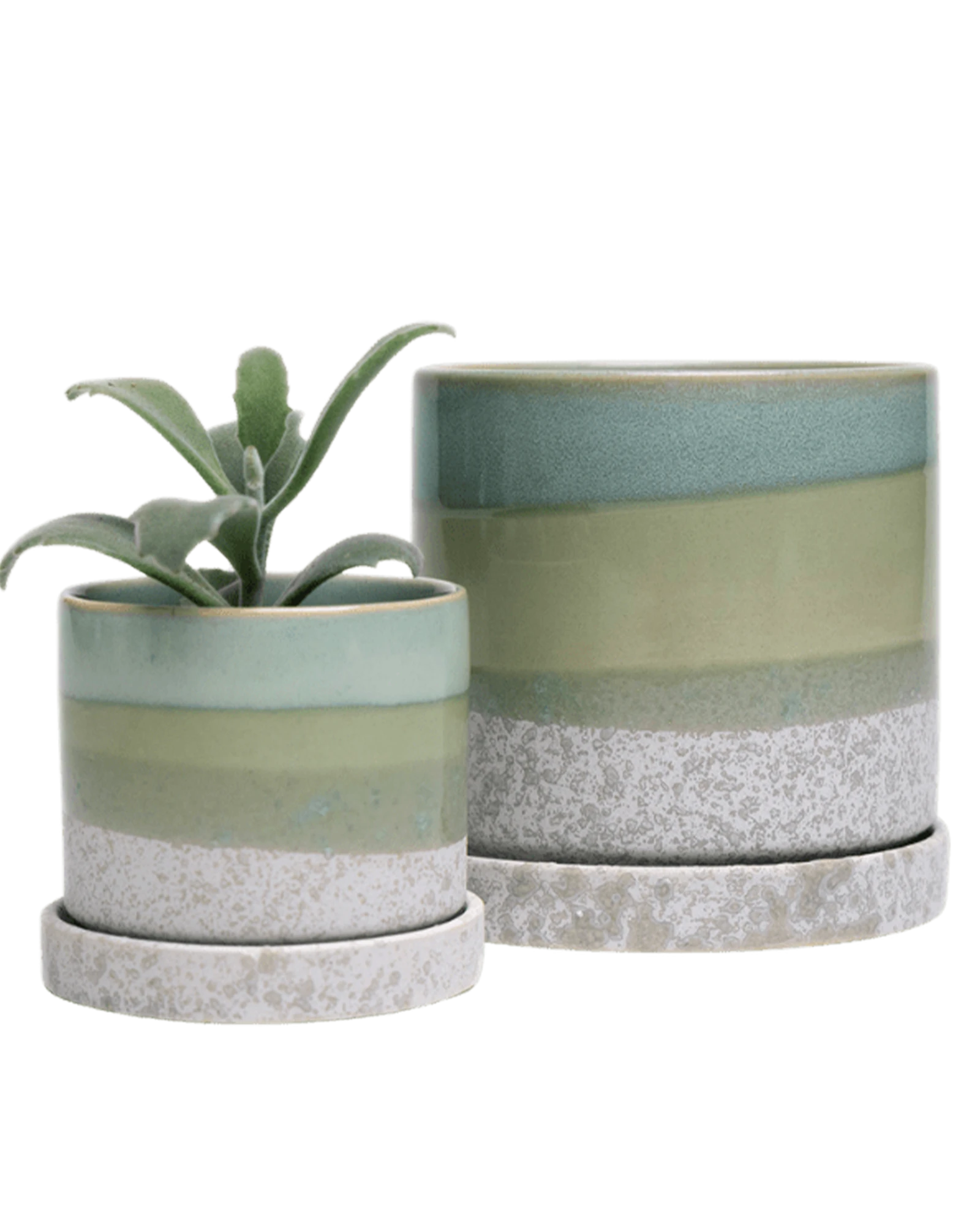 Two Chive Minute green cement ceramic pots with drainage and saucers in size small and medium styled with a panda plant.