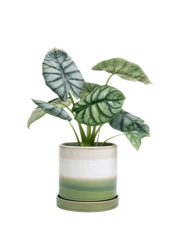 Minute Large Ceramic Pot with Drainage Hole and Saucer, Green Layers
