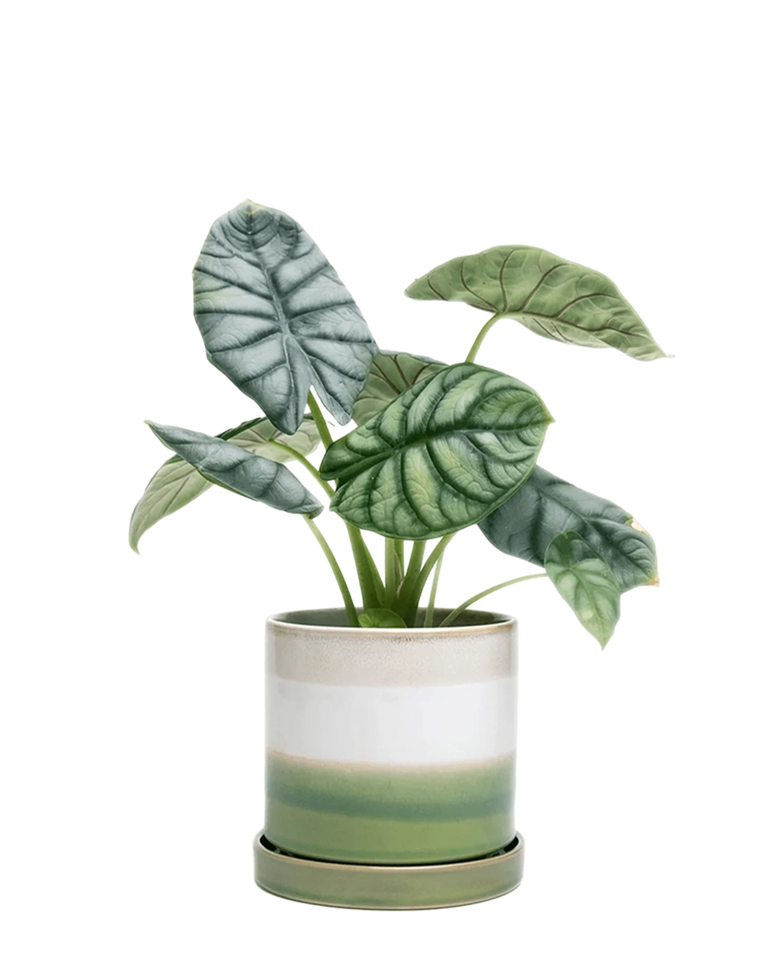 Chive Minute green layers fully glazed ceramic large planter with drainage hole and saucer styled with a plant.