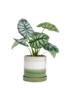 Chive Minute green layers fully glazed ceramic large planter with drainage hole and saucer styled with a plant.