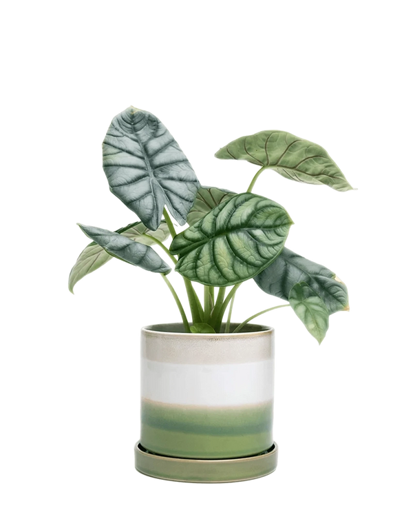 Chive Minute green layers fully glazed ceramic large planter with drainage hole and saucer styled with a plant.