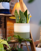 Chive Minute green layers fully glazed ceramic large planter styled with a snake plant on a wooden ladder indoor.