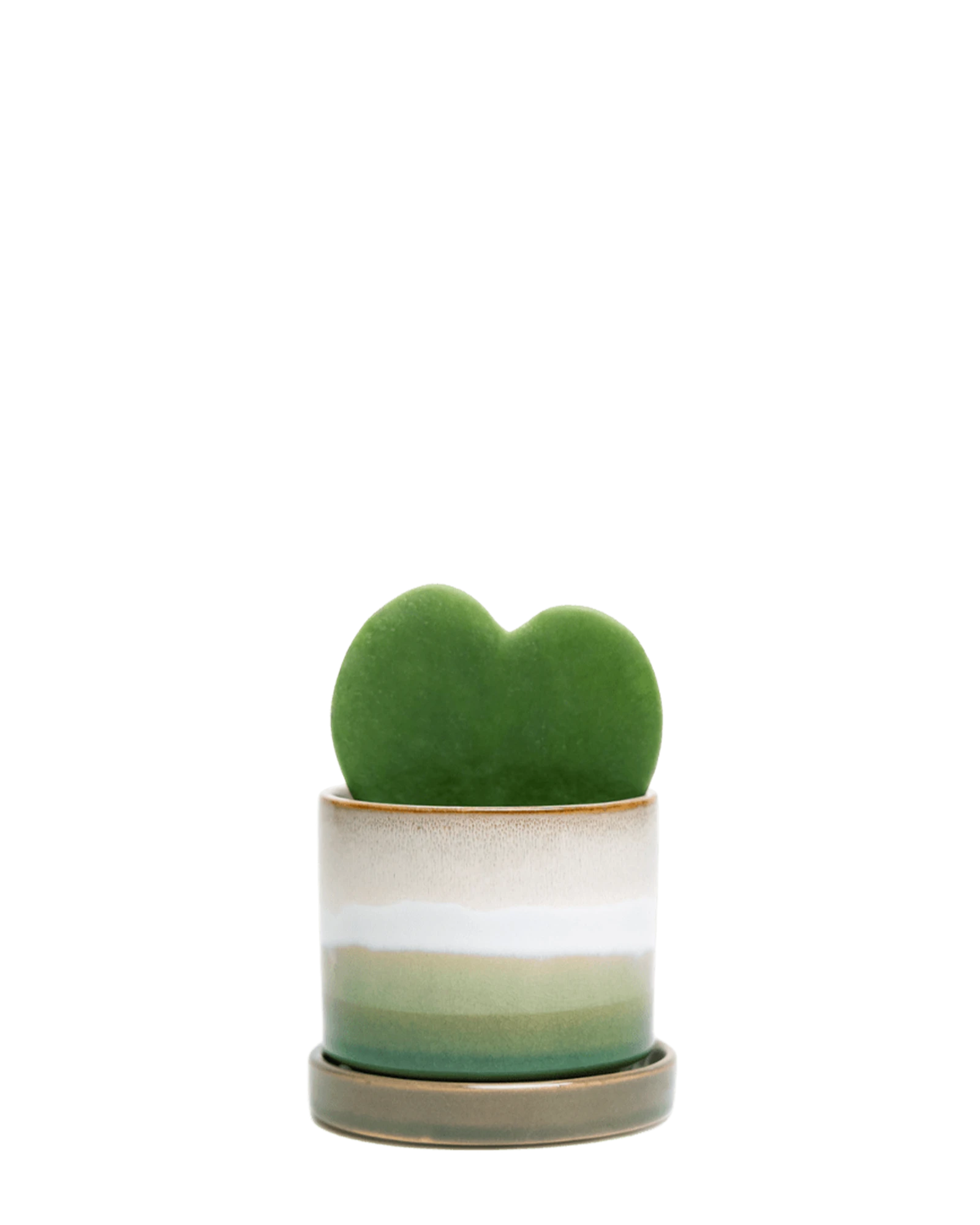 Chive Minute medium green layers ceramic pot with drainage and saucer styled with a hoya kerrii plant.