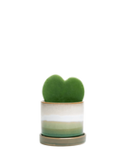 Chive Minute medium green layers ceramic pot with drainage and saucer styled with a hoya kerrii plant.