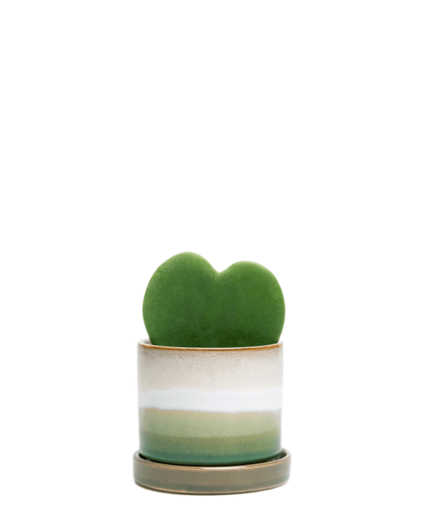 Chive Minute medium green layers ceramic pot with drainage and saucer styled with a hoya kerrii plant.