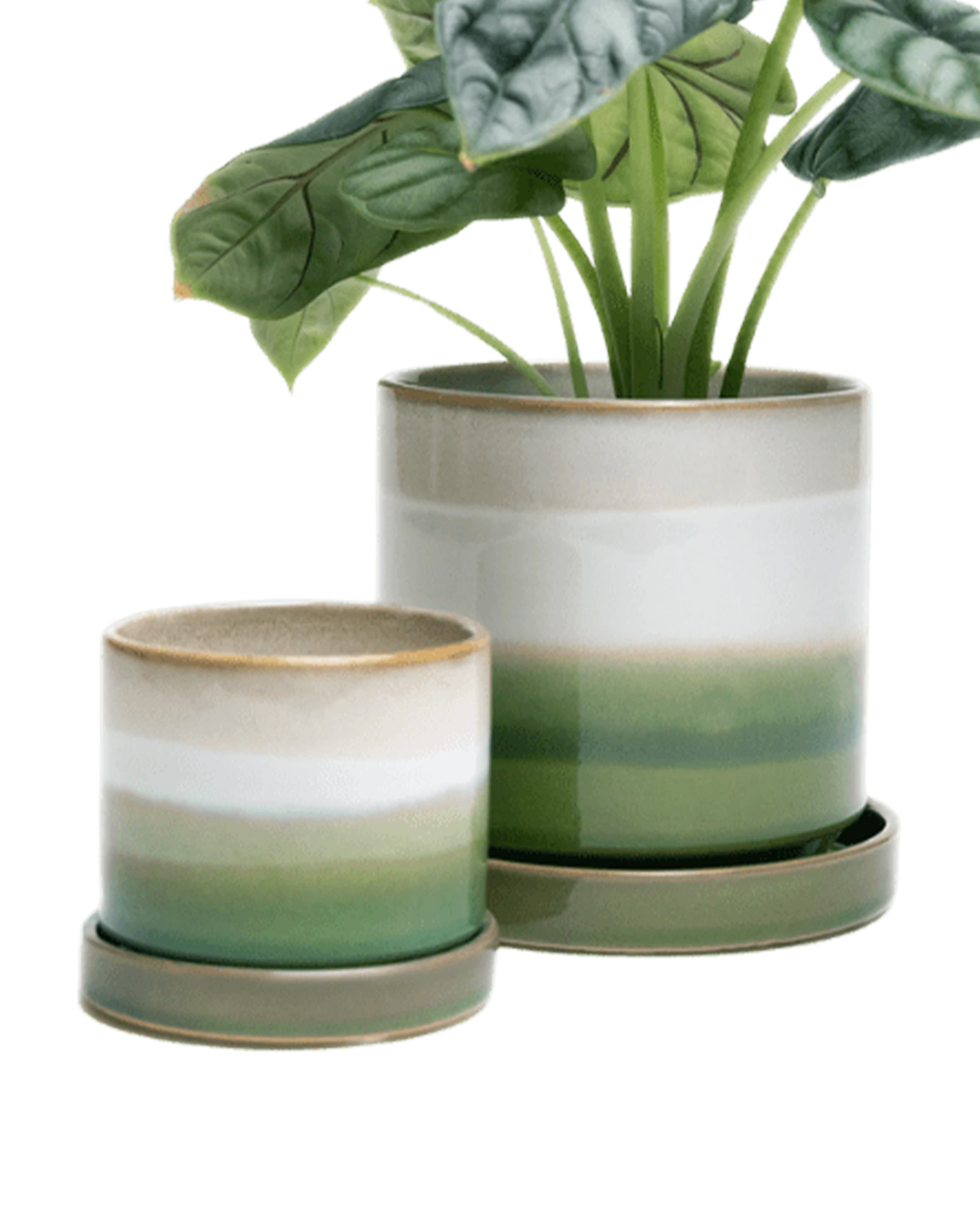 Two Chive Minute green layers ceramic pots with drainage and detachable saucers in size small and medium, styled with a plant.