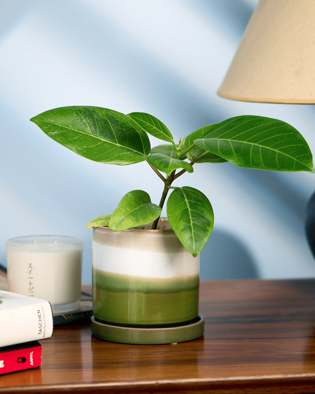 Chive Minute medium green layers ceramic pot with green glazed finish styled with a plant on a wooden table.