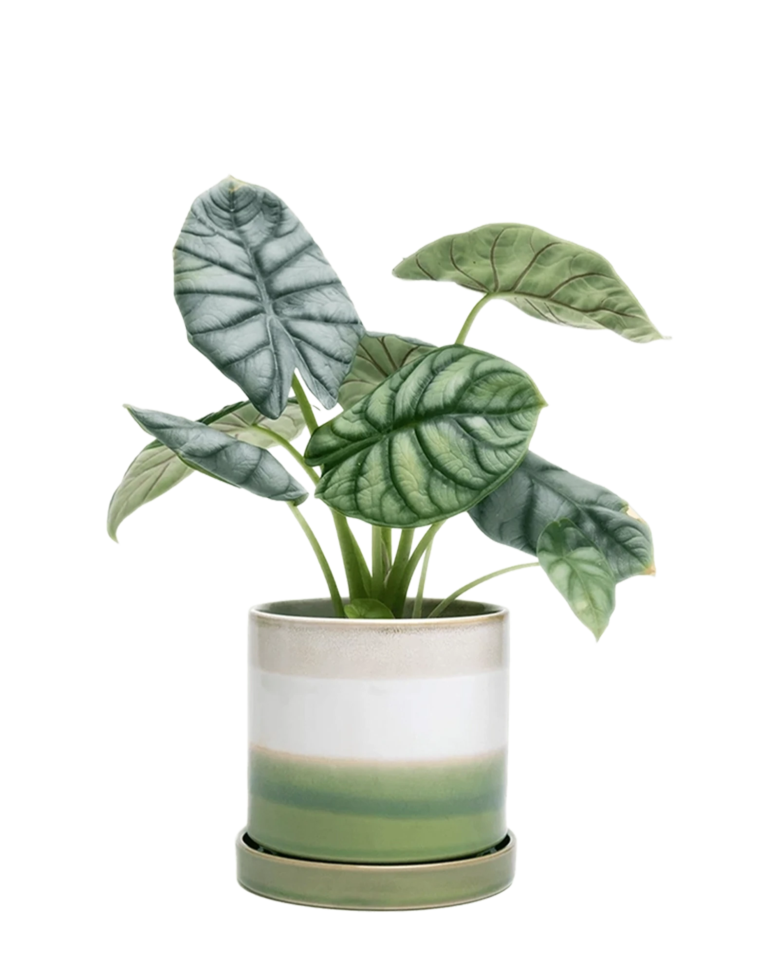 Chive Minute green layers fully glazed small ceramic pots with drainage styled with a plant.