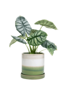 Chive Minute green layers fully glazed small ceramic pots with drainage styled with a plant.