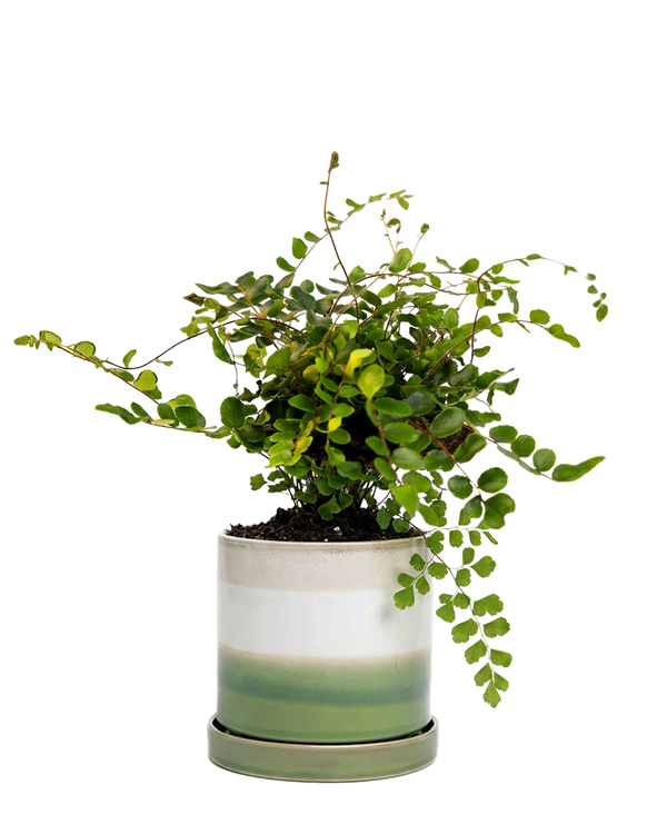 Minute Large Ceramic Pot with Drainage Hole and Saucer, Green Layers