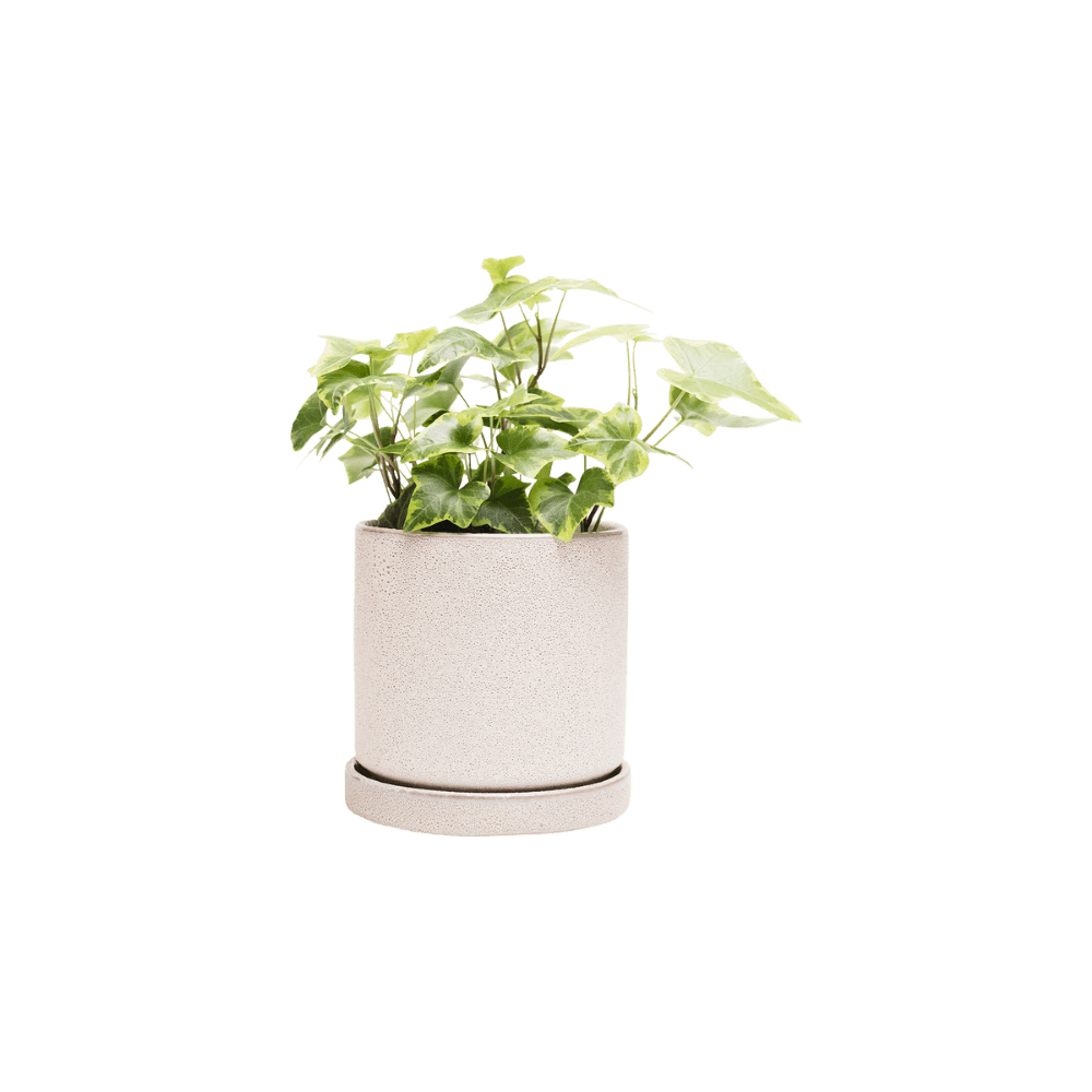 Chive Minute medium ivory speckles ceramic pot with drainage and saucer styled with a plant.