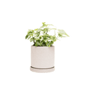 Chive Minute medium ivory speckles ceramic pot with drainage and saucer styled with a plant.