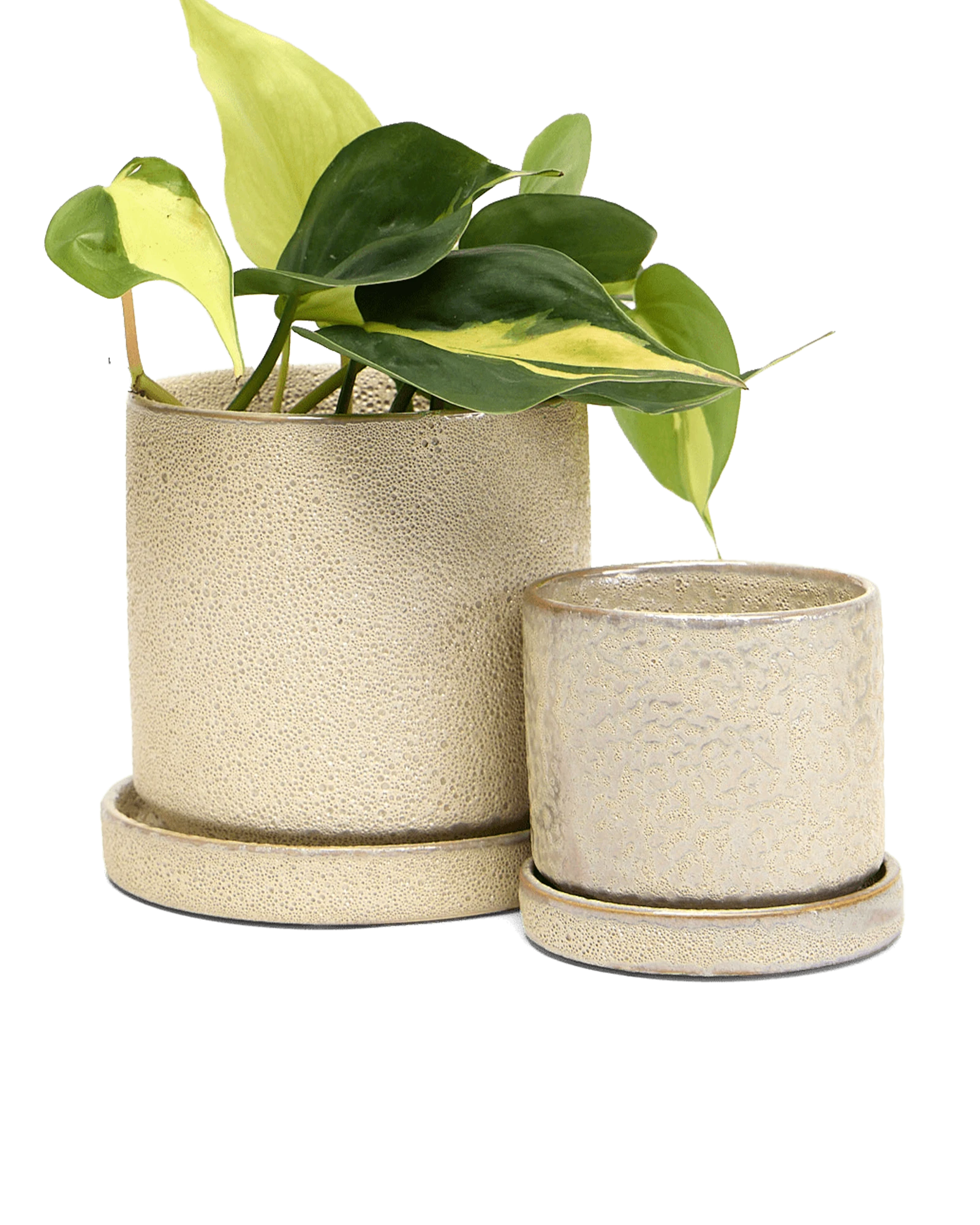 Two Chive Minute ivory speckles ceramic pots with drainage and detachable saucers in size small and medium styled with a plant.