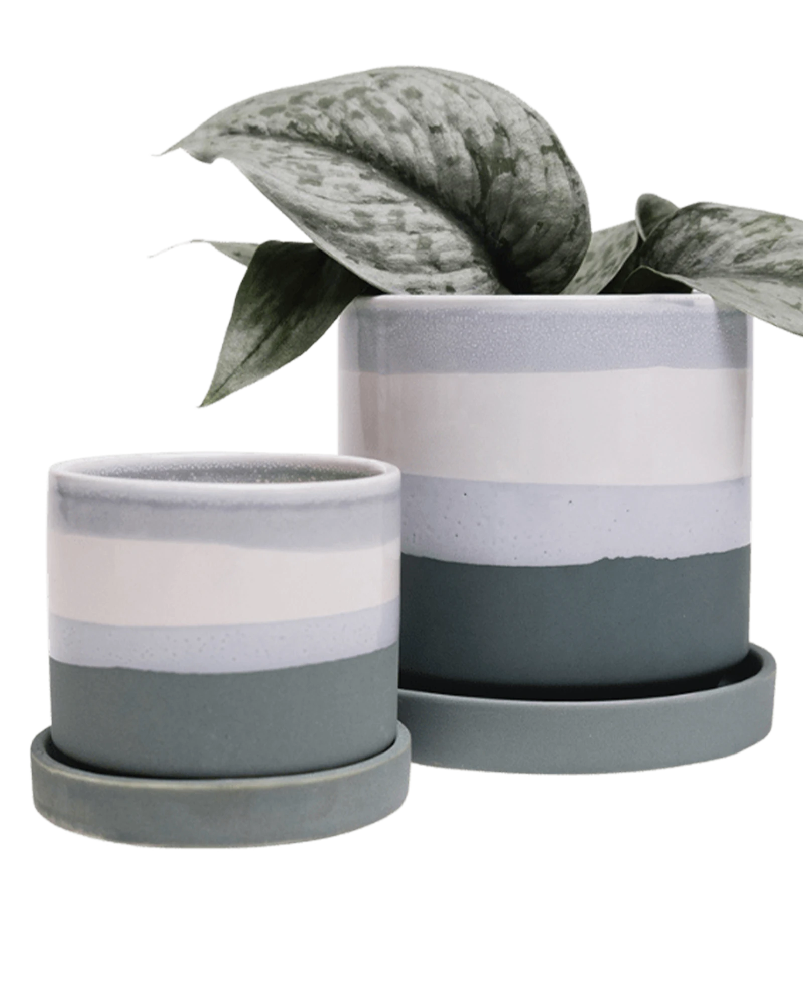 Two Chive Minute matte green ceramic pots with drainage and detachable saucers in size small and medium styled with a plant.