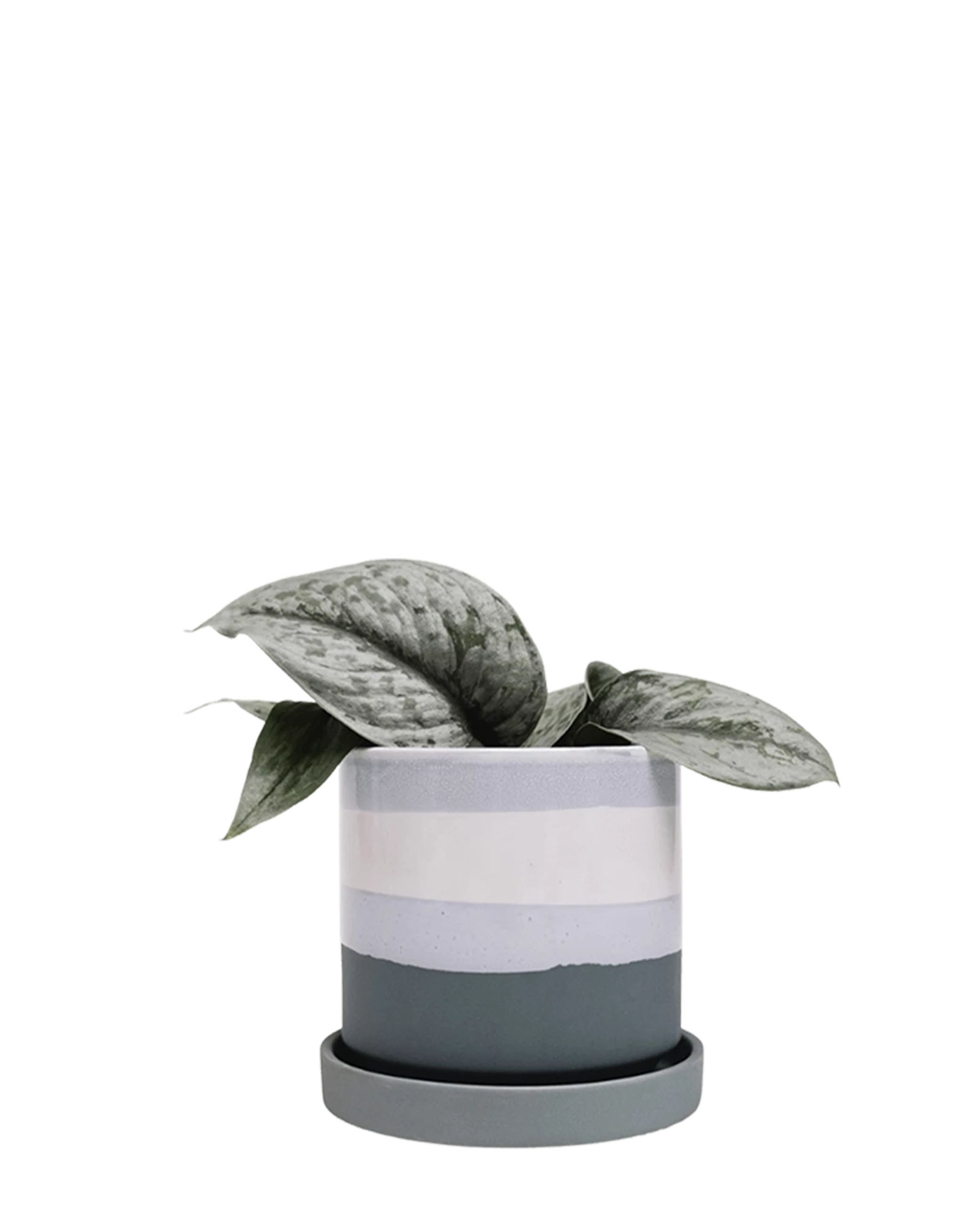 Chive Minute matte green ceramic pots with drainage and saucers styled with a plant.